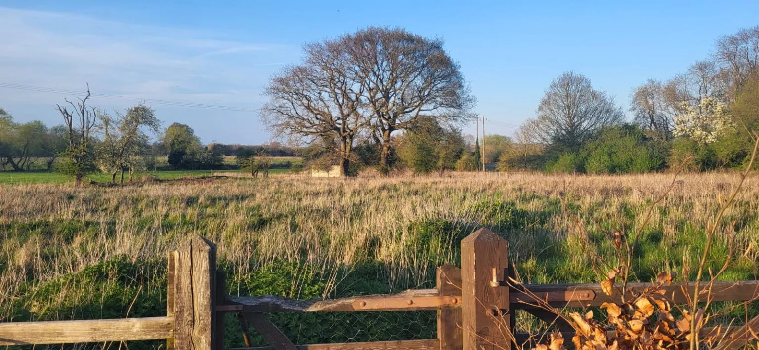 Two large oak trees in the middle of a field
