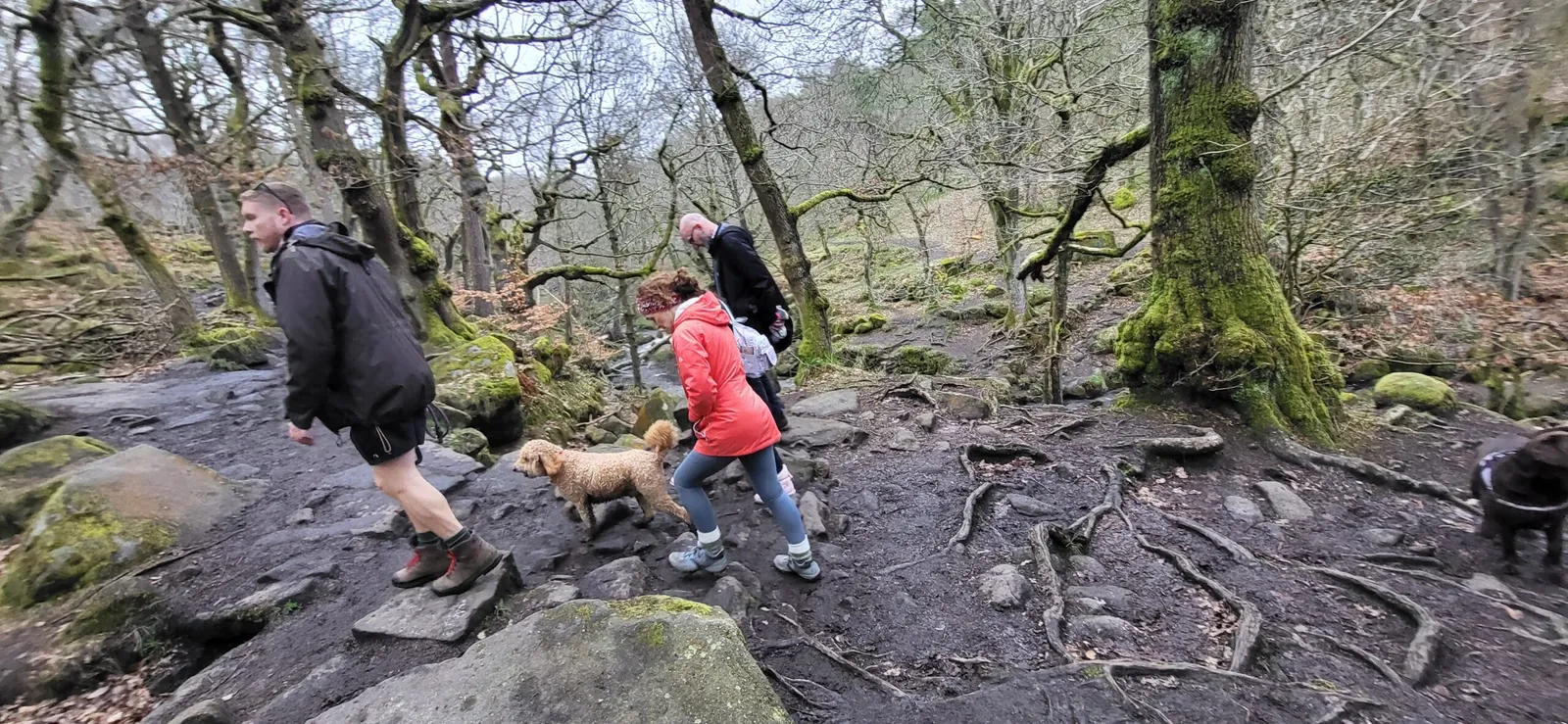 Couples walking with a dog