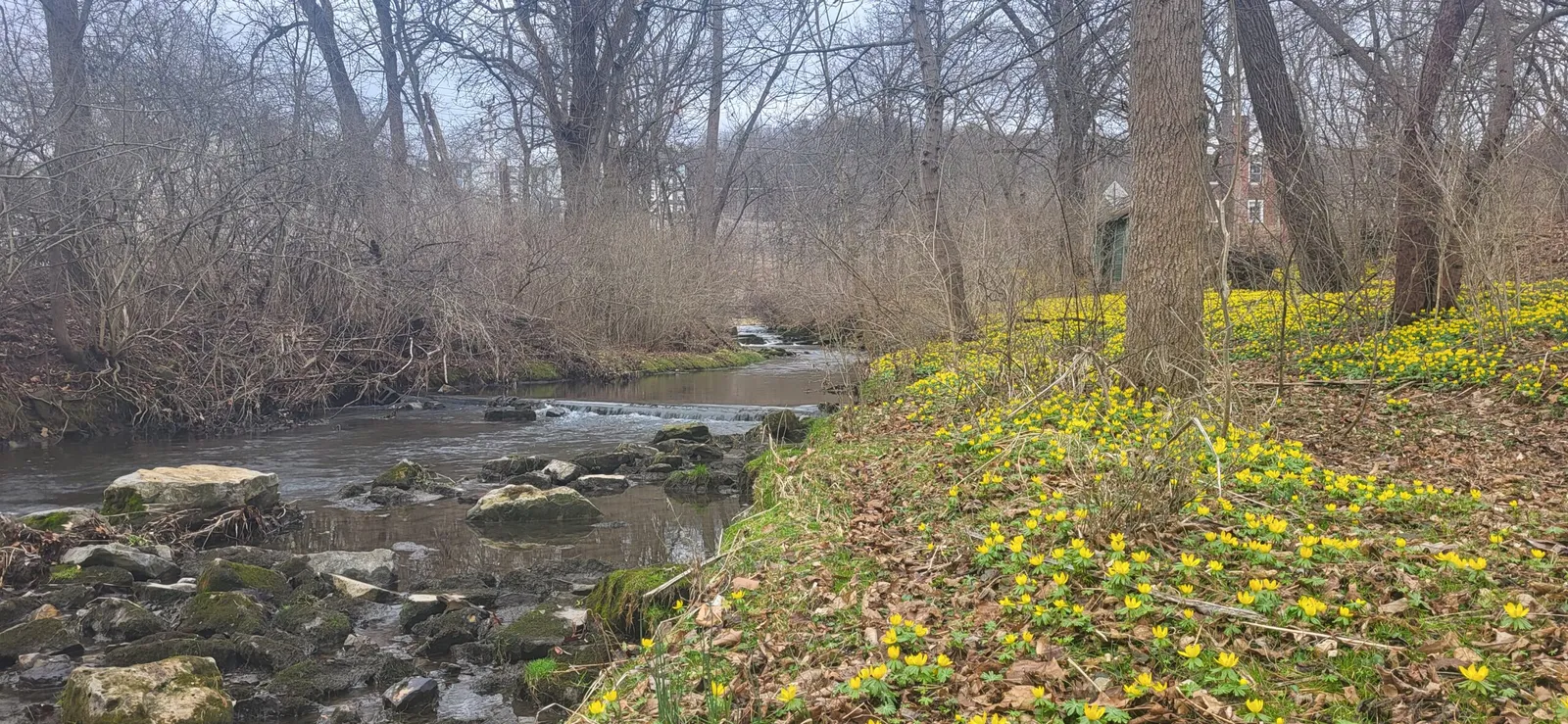 Stream in springtime