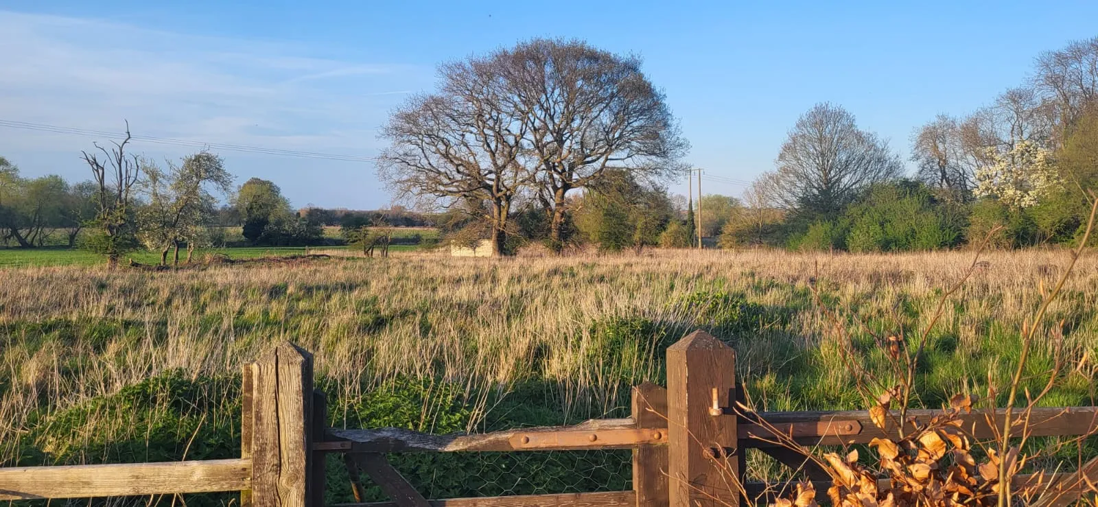 Two large oak trees in the middle of a field
