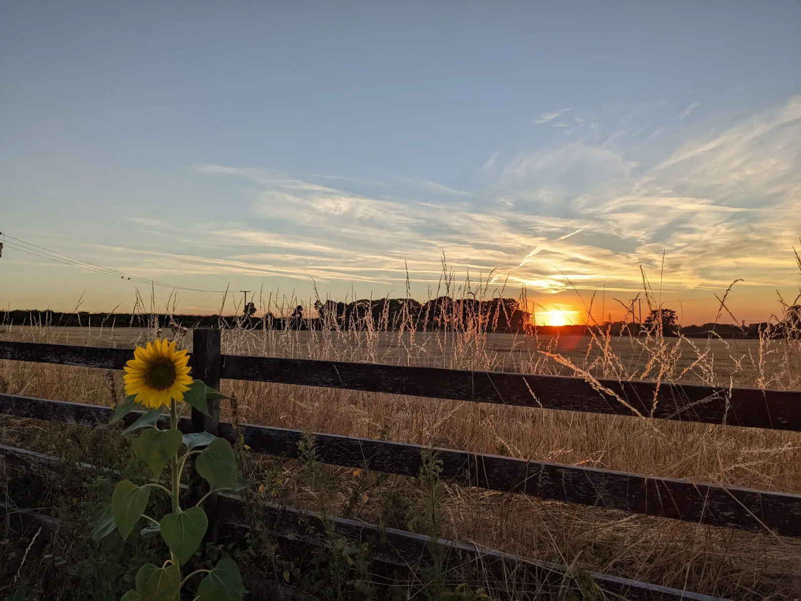 Sunset over fields, a sunflower in the foreground